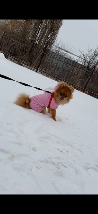 Шпиц девочка.