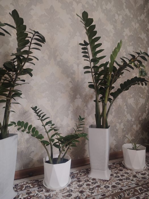 Доллоровые цветы с горшком