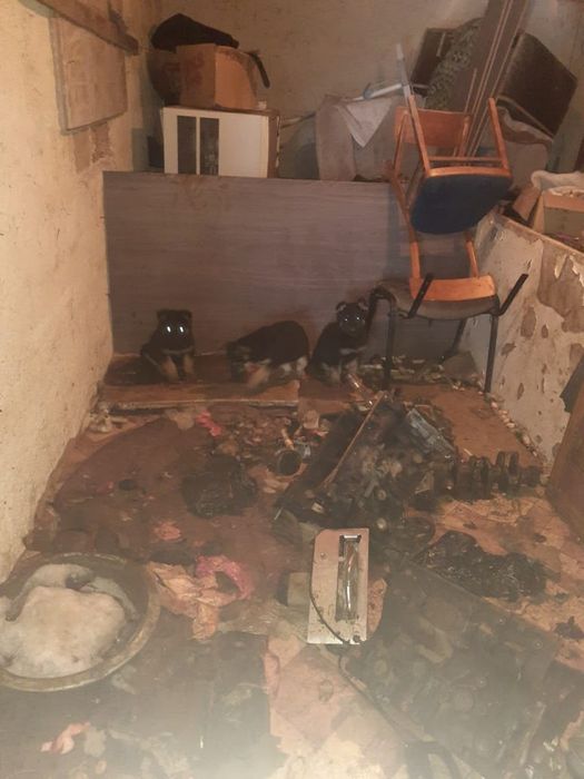 Собака Вео овчарка