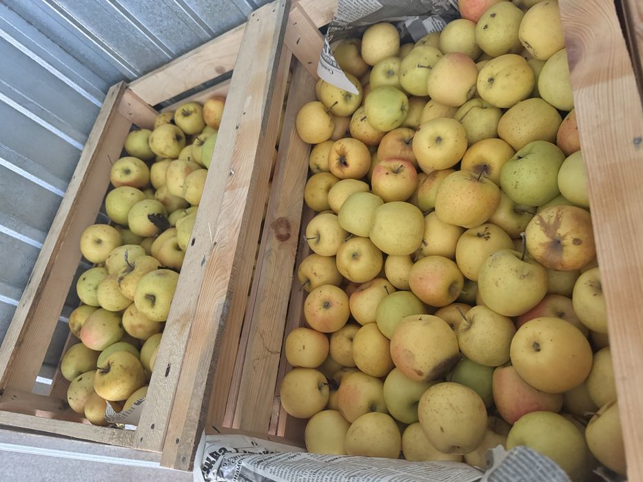 Продаю яблоки ,Золотое превосходное.1 сорт