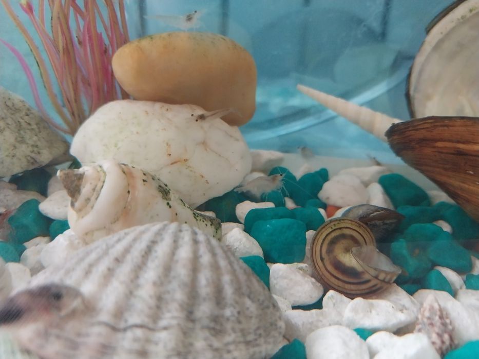 Креветки для аквариума