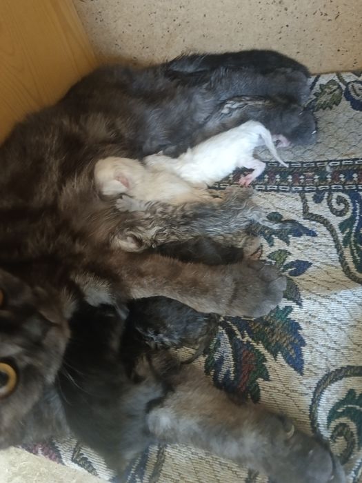 Животные домашние