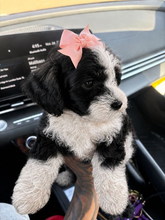 Caniche poodle mini toy