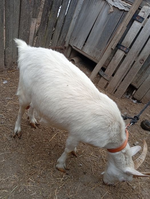 Vând  capra  sanen și alpin franceză