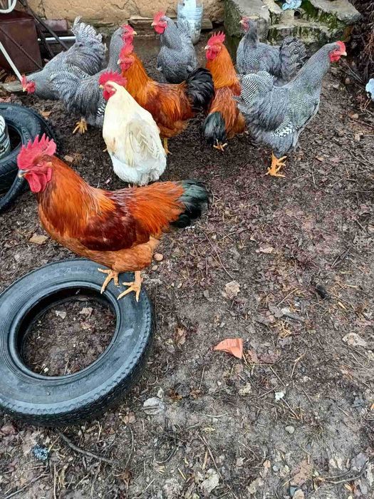 Патици за Коледа- бели. Кокошки -различни породи.