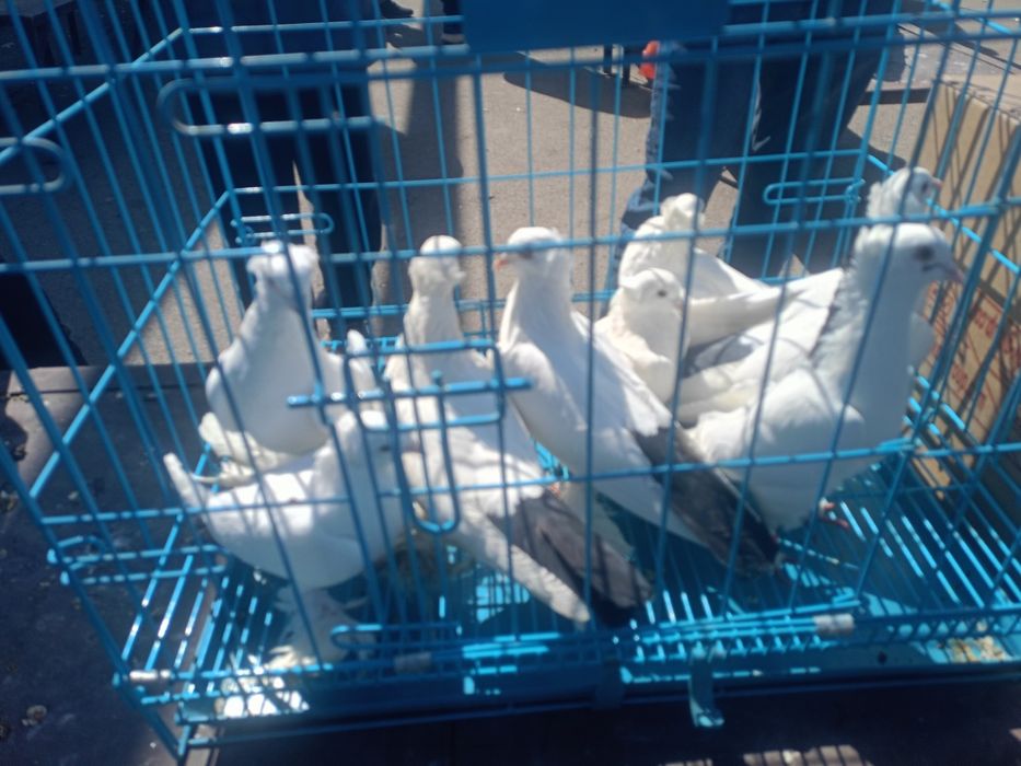 Продам голубей голуби