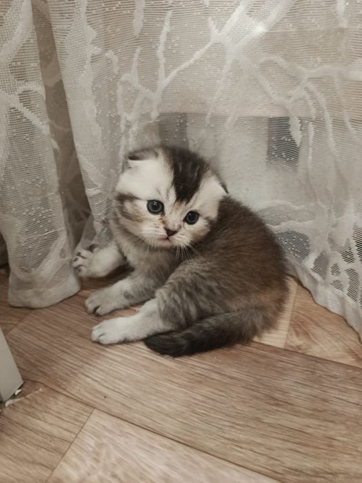 Продам котят британцев