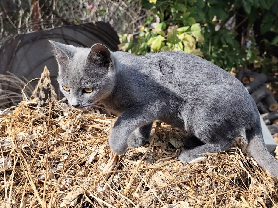 Котенок в хорошие ручки