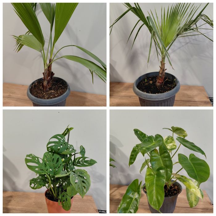 Комнатные растения