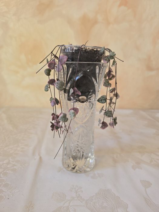 Фикус Тинеке,  шлюмбергера