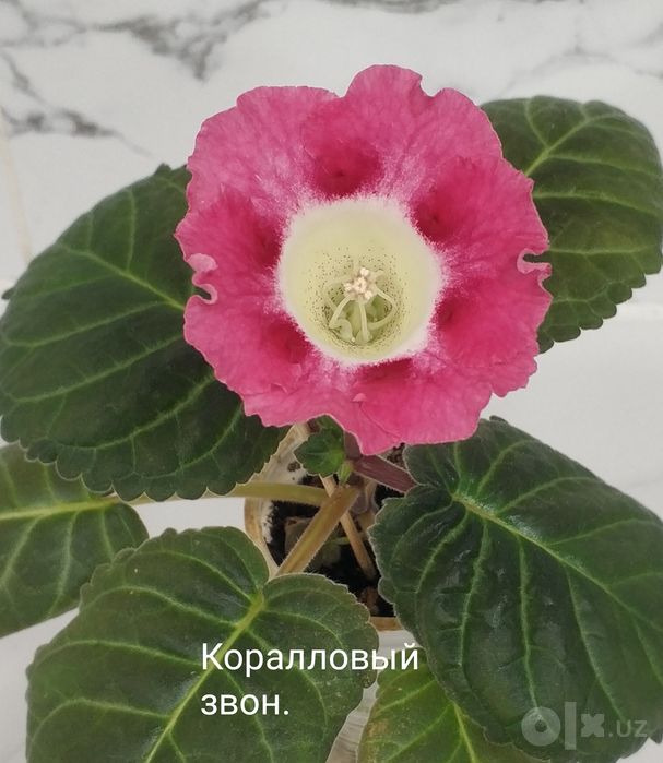 Цветущие не махровые глоксинии.