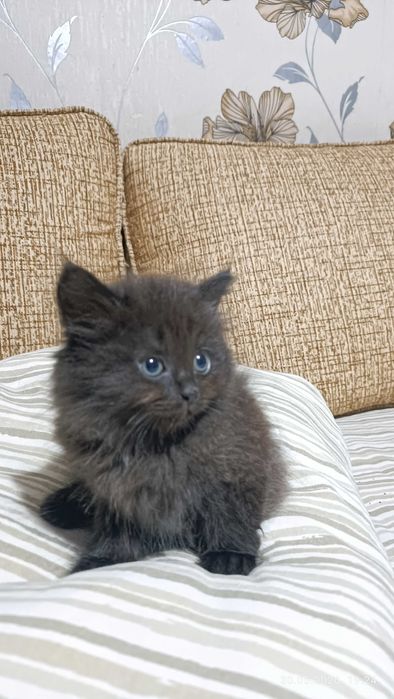 Ах какой котенок!