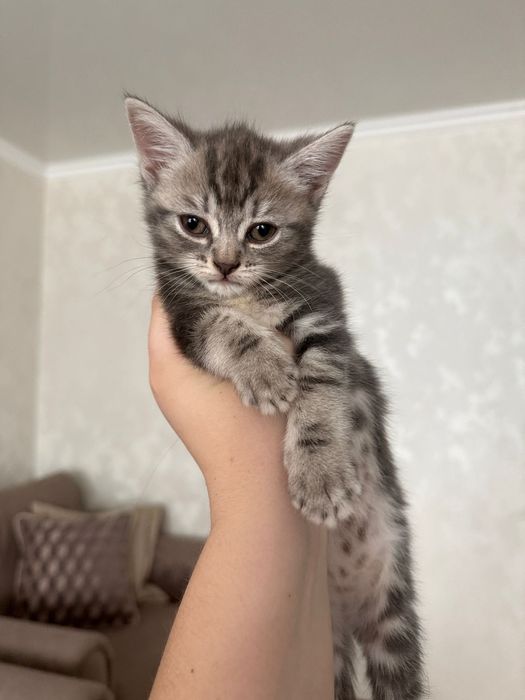 Шотландский котенок