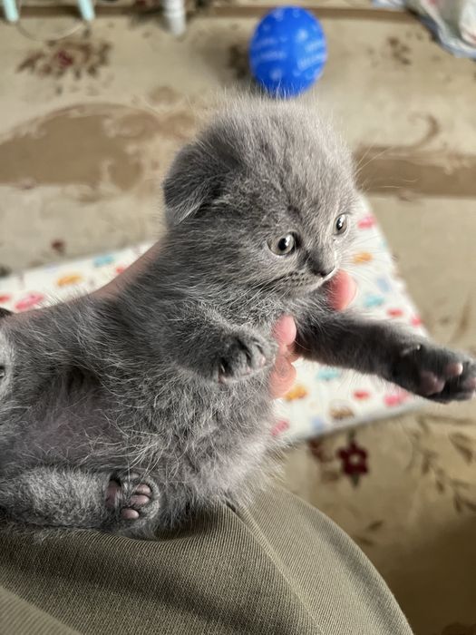 Продам котята родились 7 марта
