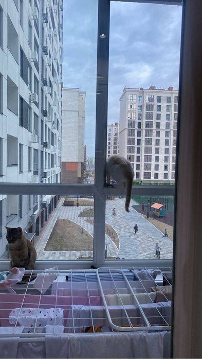 Кот приучина в лотке