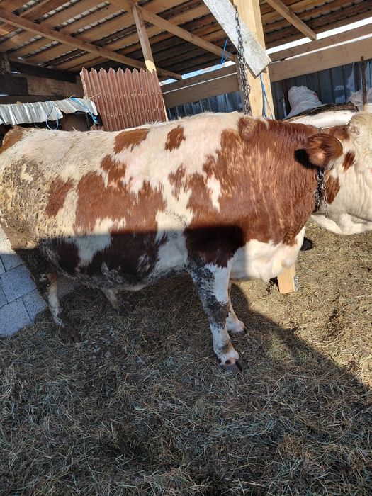 Vând vaca gestanta urgent