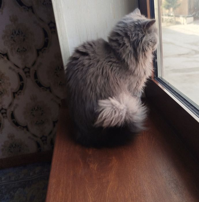 Heyland strayt Oʻgʻil bola mushukcha sotiladi