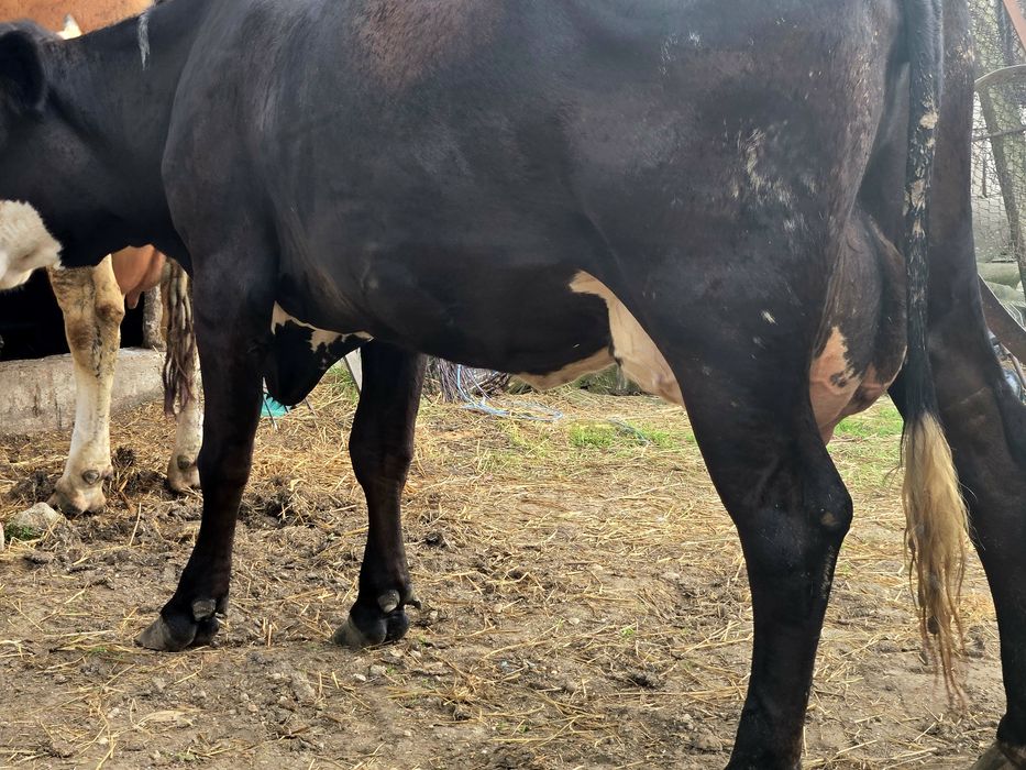 Vand Vaca tanara Baltata romaneasca