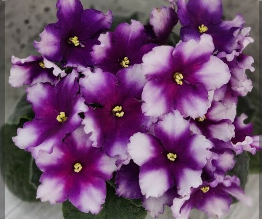 Продам детки сортовых фиалок