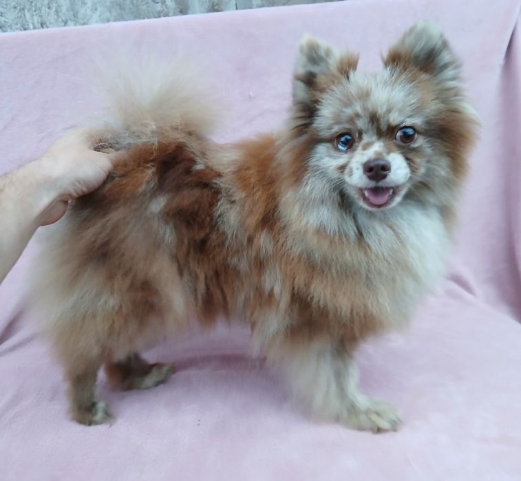 Asigur transport !!! Vand femela Pomeranian Merle Ciocolatiu adulta pentru companie !!!