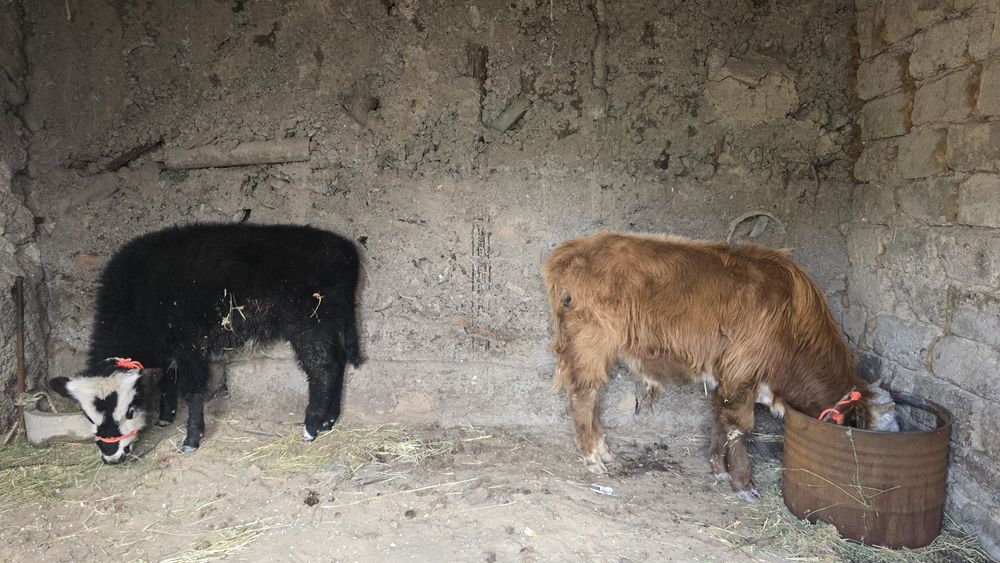 Өгіз 1 жасар ак бас