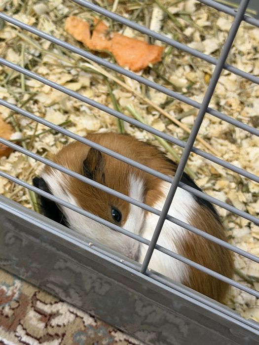 Продам морских свинок