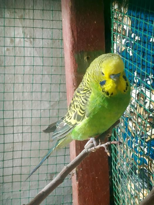 папугай полний канплек  350мин