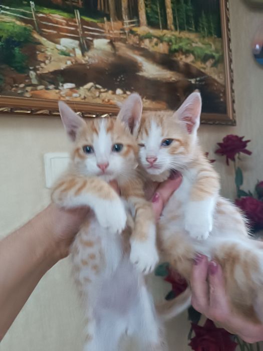 Пристраиваются котятки!!!