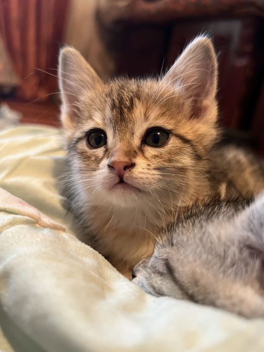 3 oyli mushi qiz bola