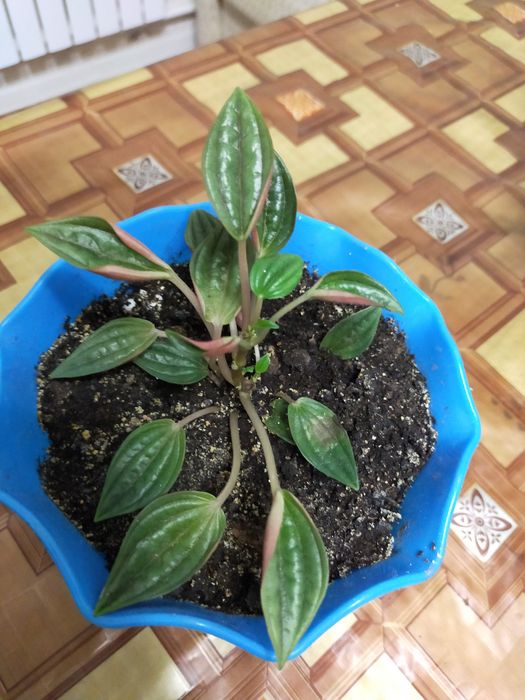 Комнатные растения