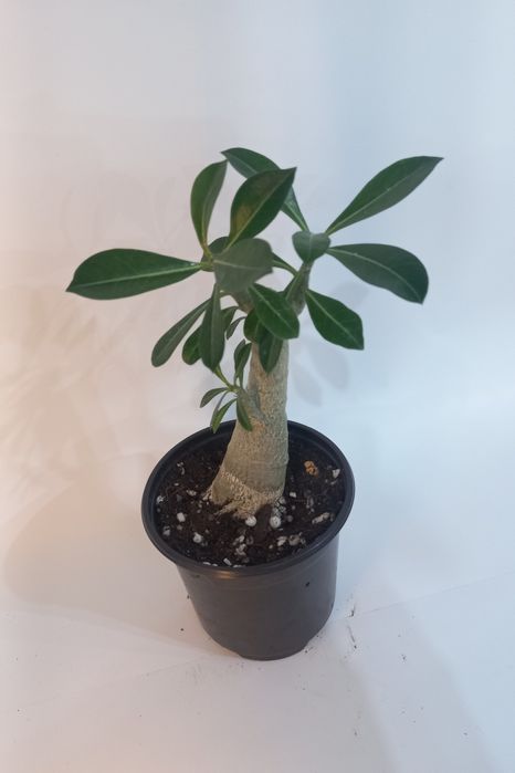 Адениумы роза пустыни