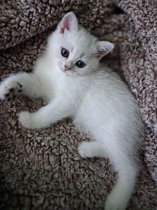 Сребърни британски котенца