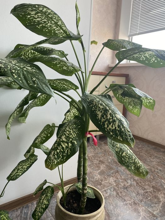 Продам Диффенбахию