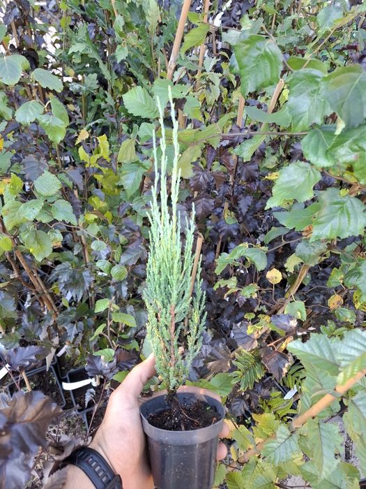 Юниперус Skyrocket в саксия