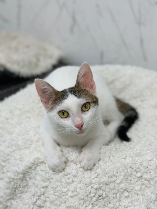 Adopție pisica 6 luni Sterilizata și vaccinata București