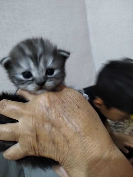 Шотландские вислоухие