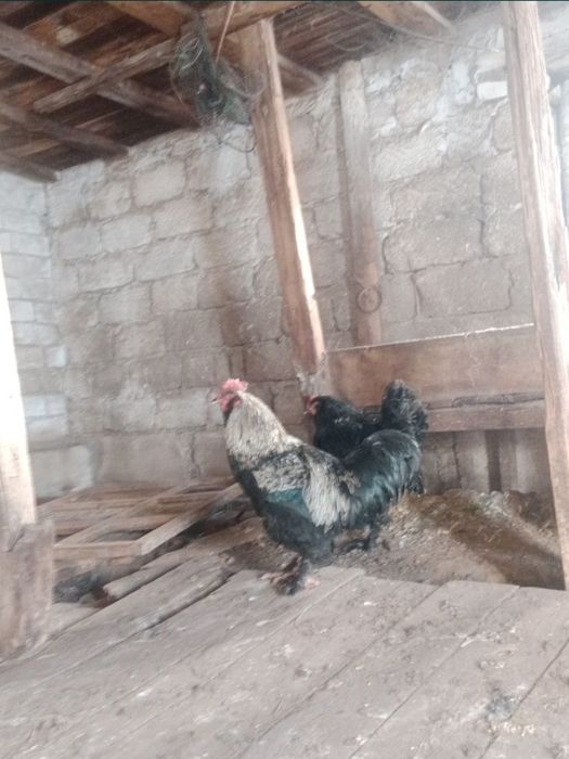 Әтеш петухи брама