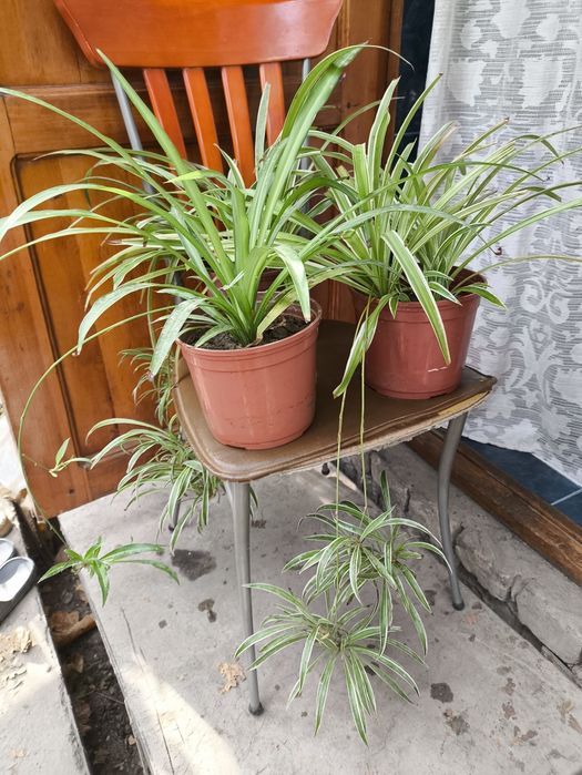 Домашние цветы , очень красивые