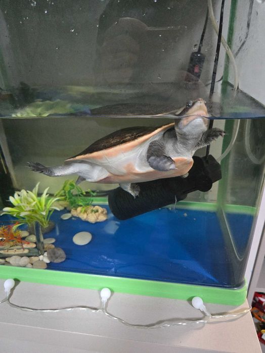 Уникална червенокоремна костенурка + аквариум и пълно оборудване.