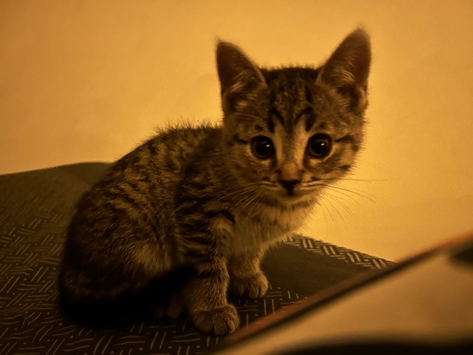 отдаем котенка в добрые руки,девочка