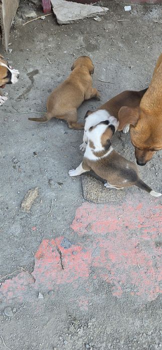 Sotiladi srochna , 5 ta nar 3 ta modda