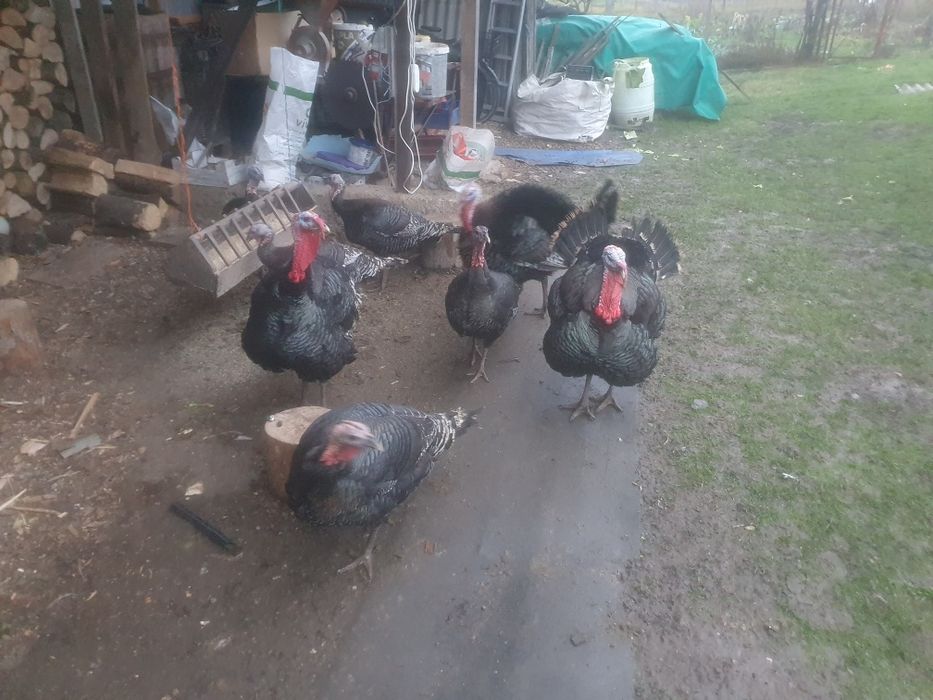 Vînd Curcani crescuți la curte