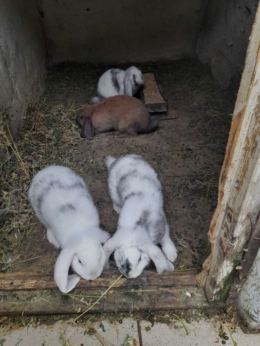 Iepuri de vânzare