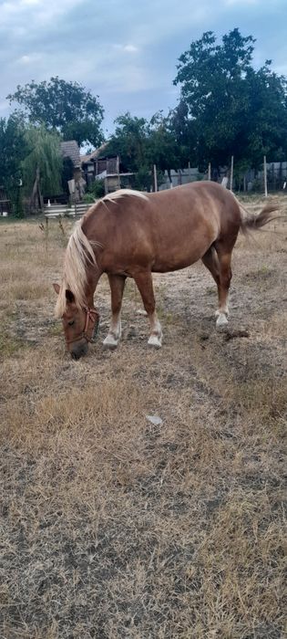 Iapă de vânzare .