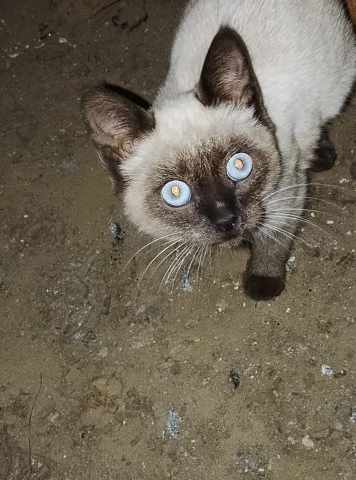 Девочка сиамка 4 месяца