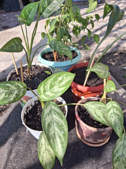 Комнатные цветы распродажа!