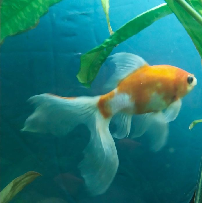 Рыба золотая Комета 18см