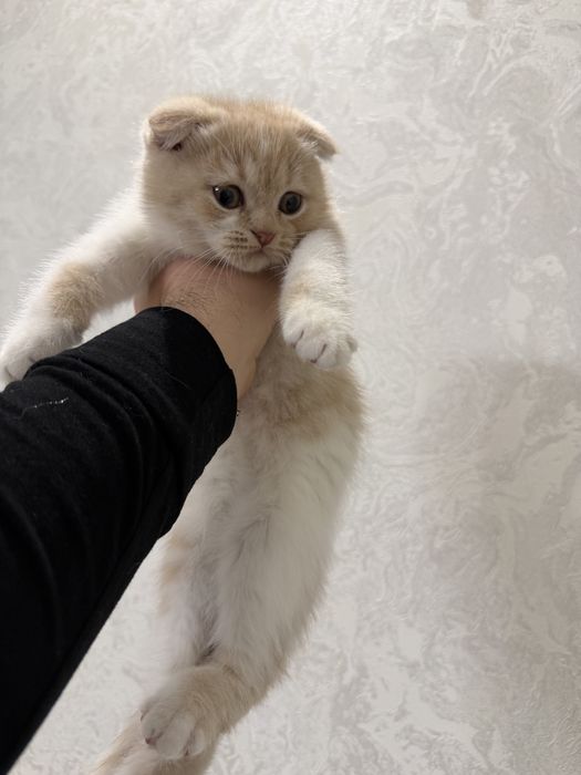 Кошка вислоухие британский Скоттиш флолд