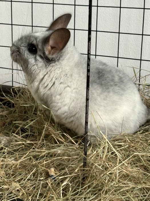 Vand chinchilla mascul