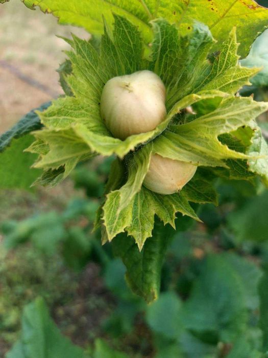 Продава се Земеделски имот в с. Драчево, Област Бургас -  кв.м за 2408 €/дка - Снимка #5